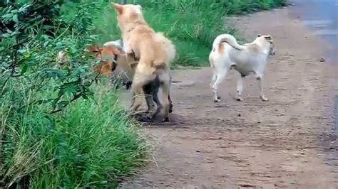 cachorra transando|4.571 Vídeos grátis de Animal Acasalando